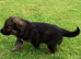 7 beautiful German shepherd puppies