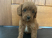 CAVAPOO PUPS F1 REDS PARANTS DNA TESTED