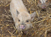 Kune kune piglets
