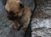 4 Russian line boy puppies