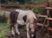 Beautiful Dartmoor hill pony