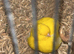 Border canary’s