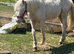 Maesderi Dakota