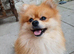 Beautiful pom male