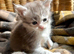 Blue & White Silver Tortie