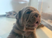 Last of the litter, NEBBR registered