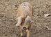 Looking for a boar asap