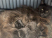 XL black,black smoke maine coon kittens