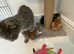 Russian blue cross kittens ready for their new homes