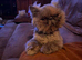 Pedigree Persian Female