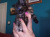 Beautiful kittens