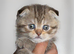READY NOW! Scottish fold kitten female