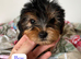 Beautiful Yorkshire terrier puppies