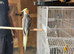 3 lovely cockatiel babys for sale