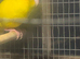 4 kakarikis for sale