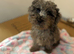 Two pups left no offers