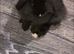 Black and white mini lop lionhead mix