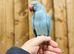 Blue ring neck parrot