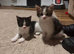 3 kittens half ragdoll, half domestic short hair