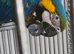 Blue gold macaw boomer 2 half years old tame and talks