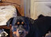 Labrador / Rotweiler.