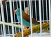 Cordon Bleu Blue Cap