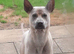 Thai Ridgeback (NOT a mongrel)