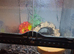 Pac Man Frog