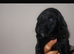 Cocker spaniels