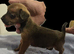 Patterdale terrier puppies