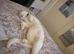 Leo - Turkish angora mix domestic tuxedo.