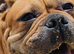 Wanted not selling!!! Bulldog needs a loving experienced family single dog home ???? Family seeking all female squishy faced beasties under 3 older th