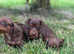 Miniature dachshund pups kc reg