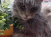 Maine coon for sale