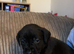 Beautiful staff x Labrador puppies