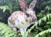 Buck Mini Rex
