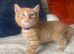 2 Left from 2 diffrent litter . beautifull kittens!! Ready Now !