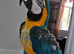 Blue&Gold Macaw Parrot