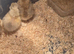 Silkie chick's