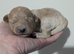 Gorgeous lhasapoo puppies