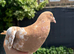 2 Meulemans pigeon