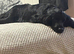 Need to find a loving home for my dog