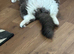 Ragdoll mink kittens due 12th of July