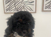 F1B miniature toy poochons