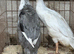 Indian runner ducks