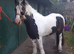 Cob Mare.