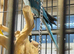 Blue female alexandrine for sale