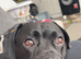 French bulldog cross American springer spaniel