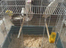 Canary Pair for Sale