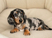 Gorgeous miniature dachshund puppy
